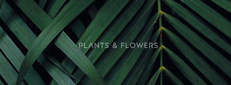 Çinpa Plants - Flowers